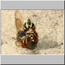 Nomada lathburiana - Wespenbiene 06c 10mm Paarung.jpg